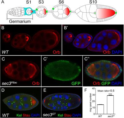 The Exocyst Component Sec3 Controls Egg Chamber Development Through Notch During Drosophila Oogenesis